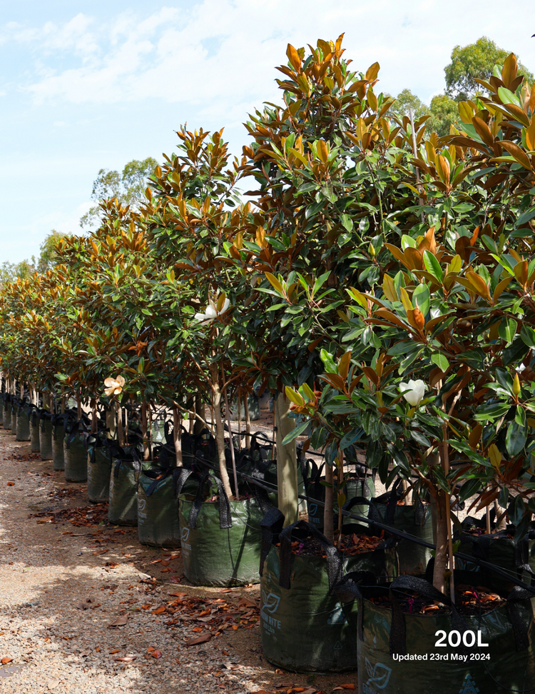 Magnolia grandiflora 'Little Gem'