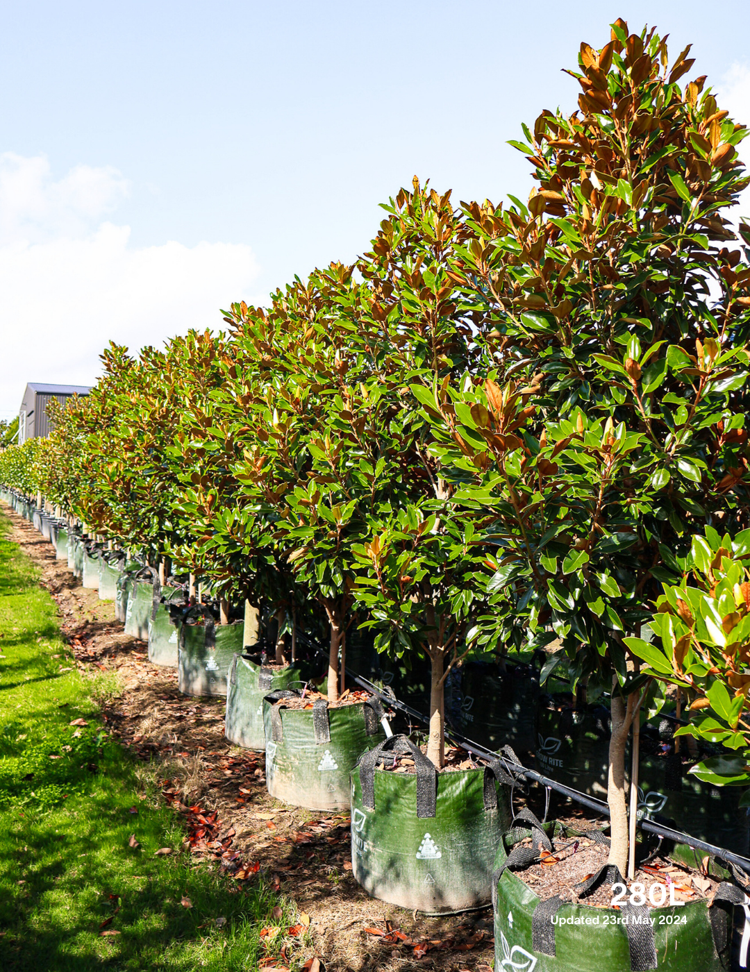 Magnolia grandiflora 'Little Gem' - Evergreen Trees Direct