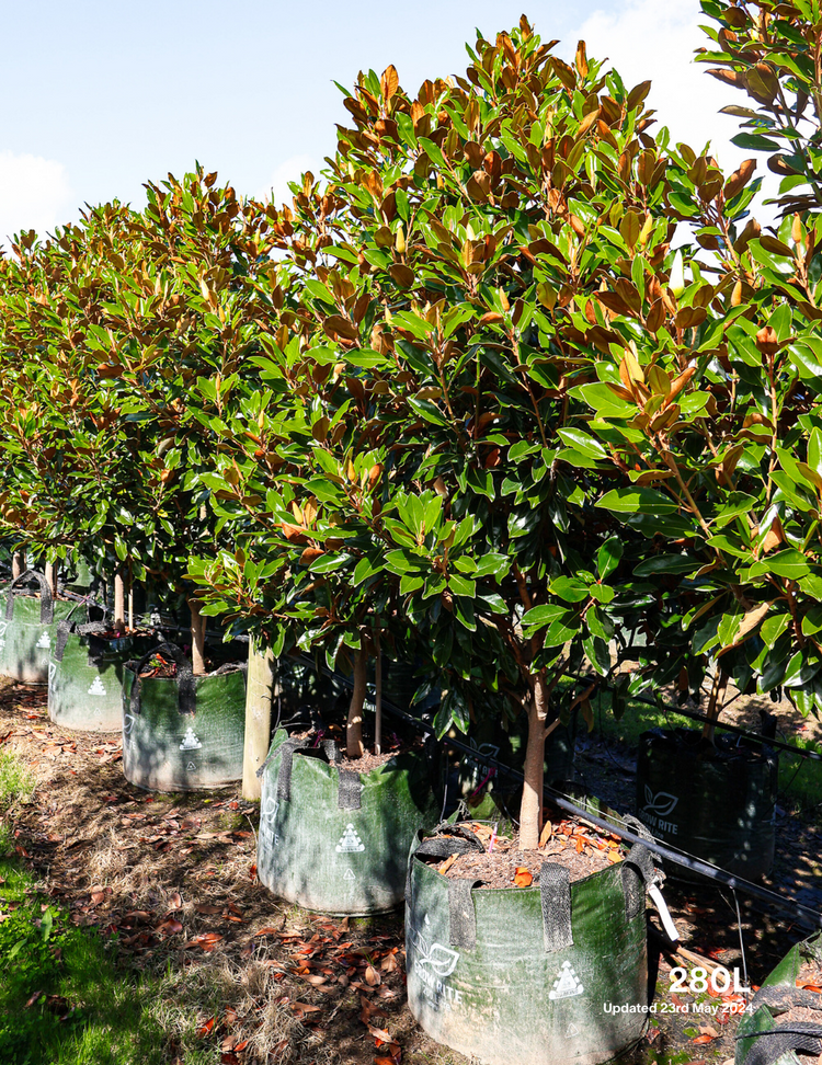 Magnolia grandiflora 'Little Gem'