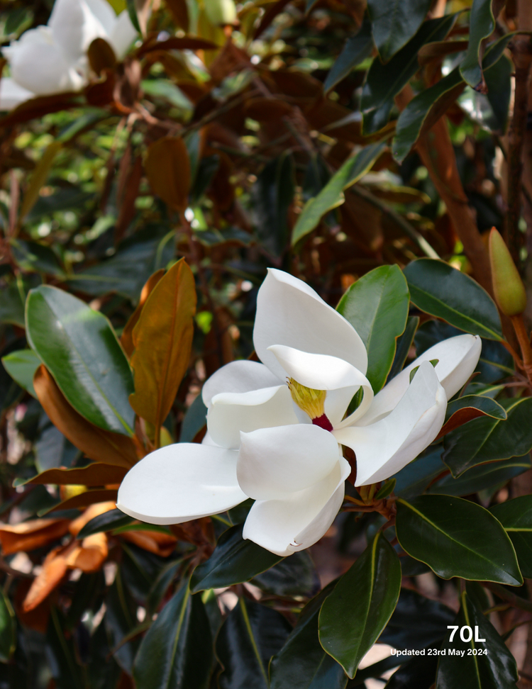 Magnolia grandiflora 'Little Gem'