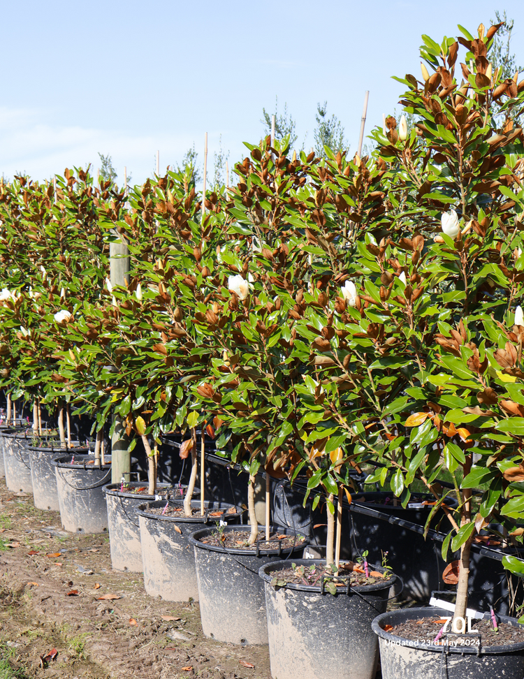 Magnolia grandiflora 'Little Gem'