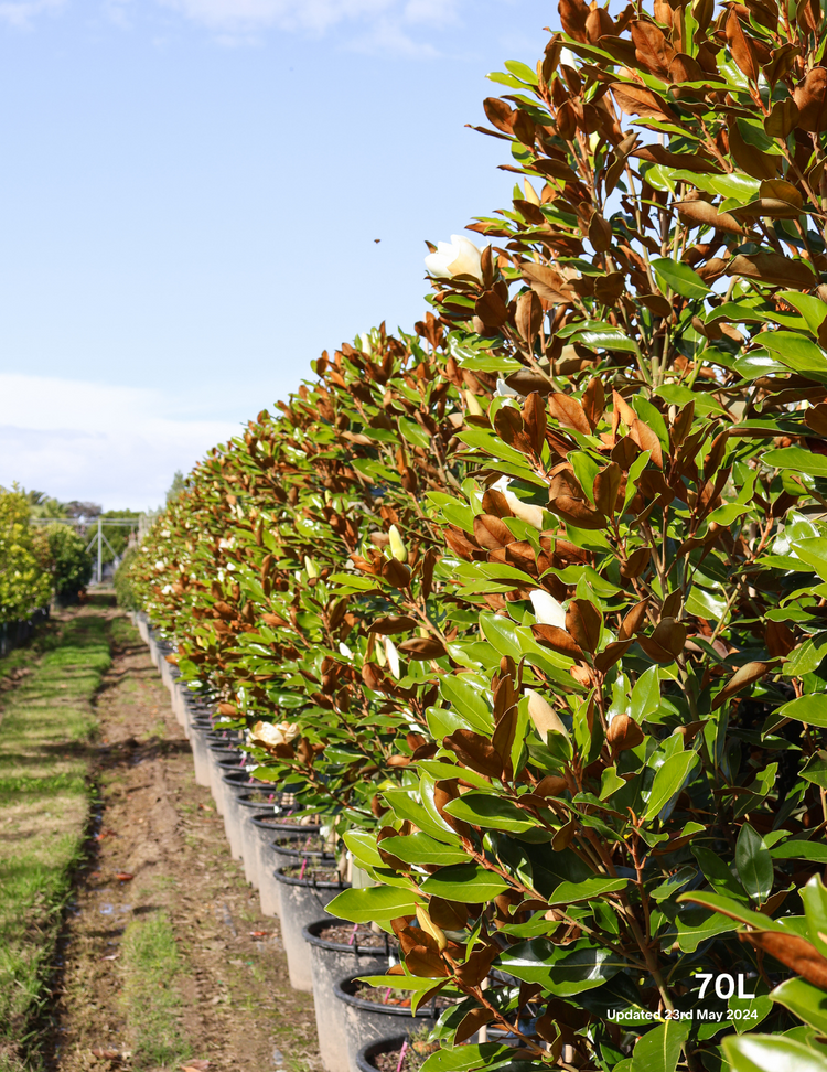 Magnolia grandiflora 'Little Gem'