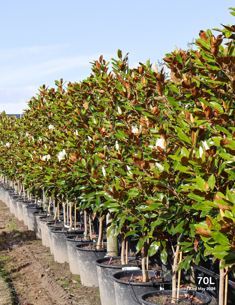 Magnolia grandiflora 'Little Gem'