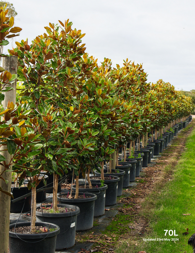 Magnolia grandiflora 'Little Gem'