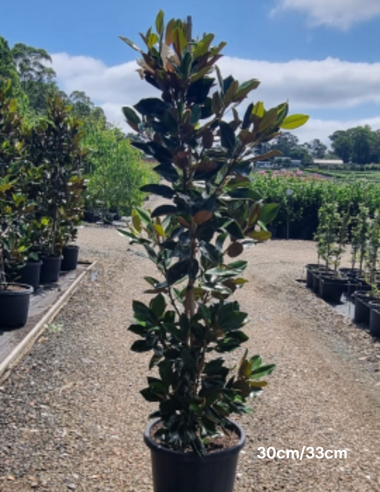 Magnolia grandiflora 'Little Gem'