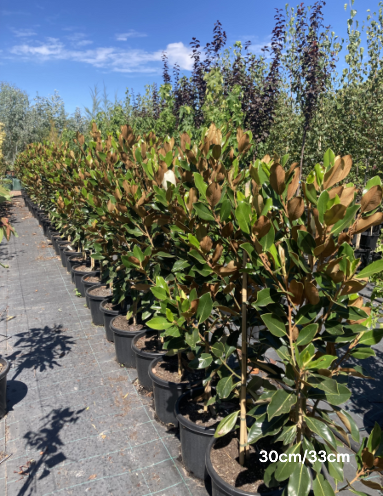 Magnolia grandiflora 'Little Gem'