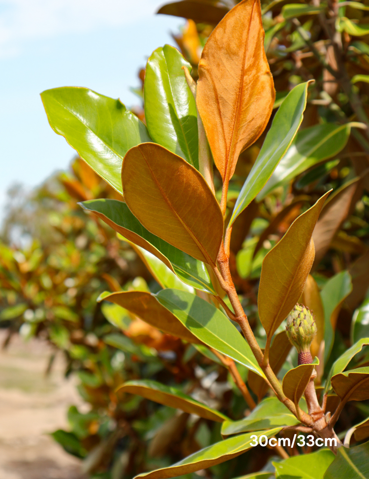 Magnolia grandiflora 'Little Gem'