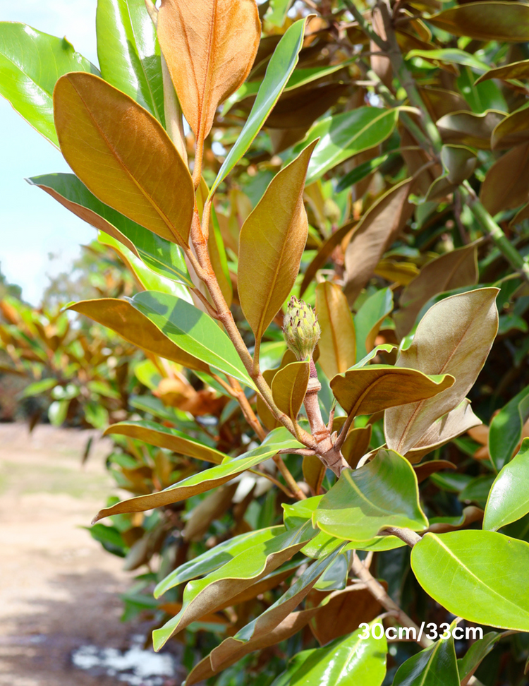 Magnolia grandiflora 'Little Gem'