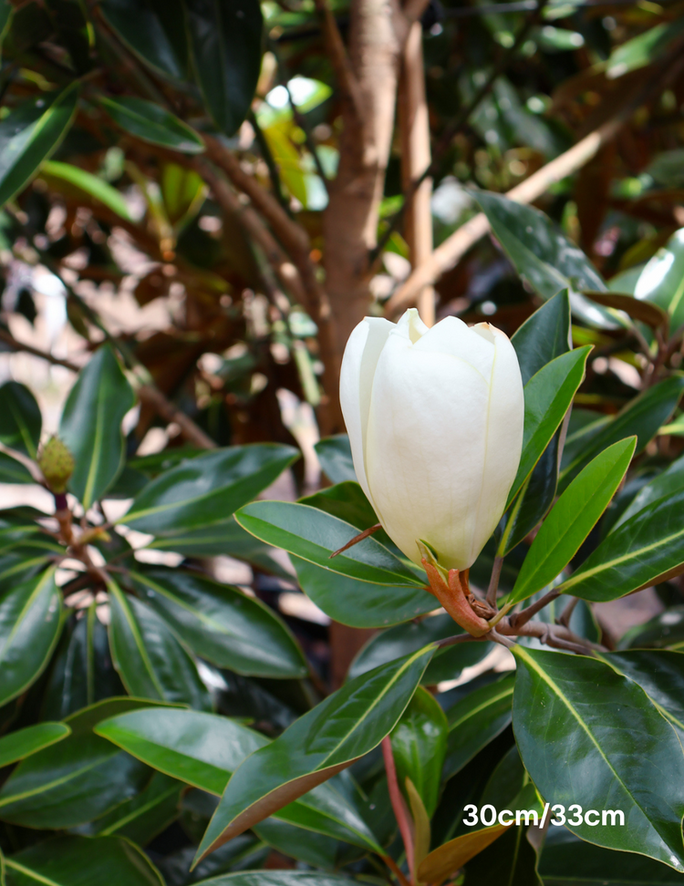 Magnolia grandiflora 'Little Gem'