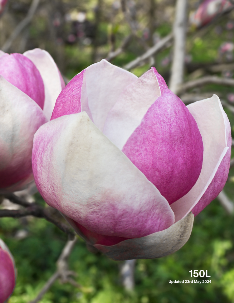 Magnolia x soulangeana