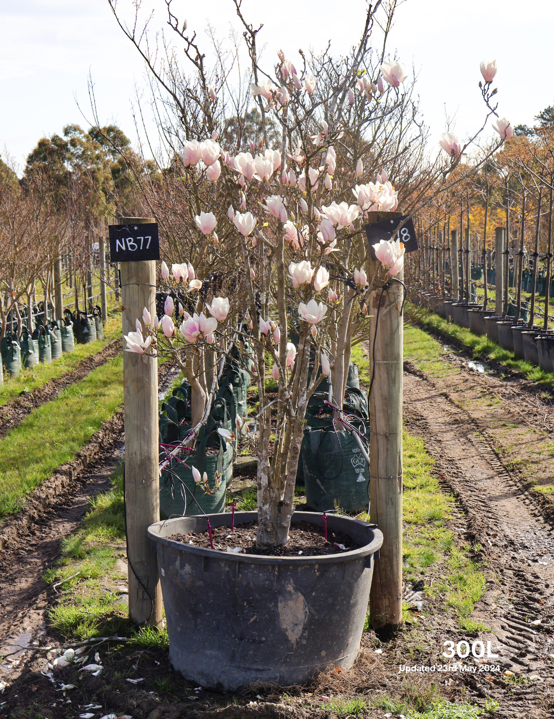 Magnolia x soulangeana