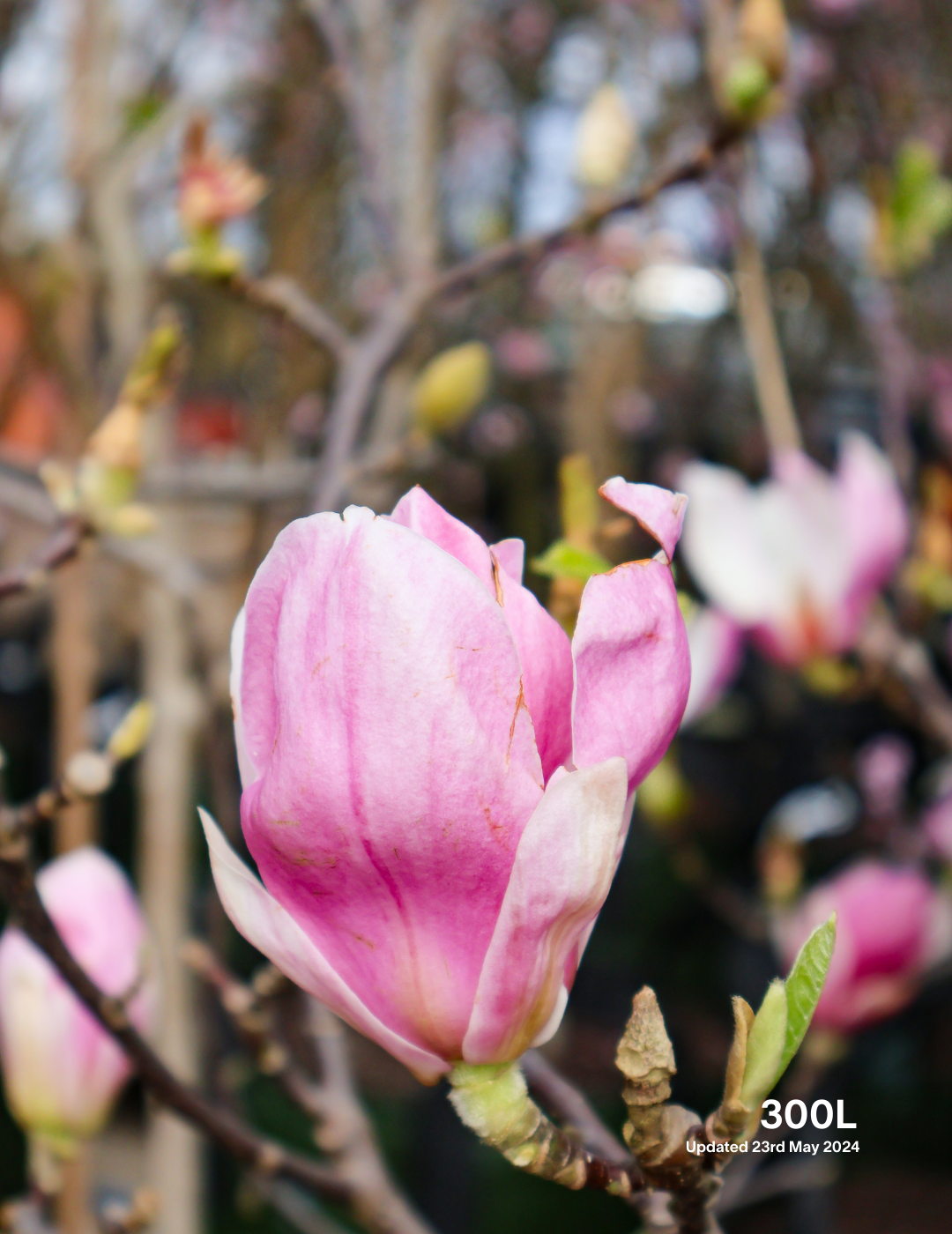 Magnolia x soulangeana - Evergreen Trees Direct