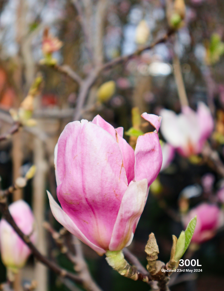 Magnolia x soulangeana