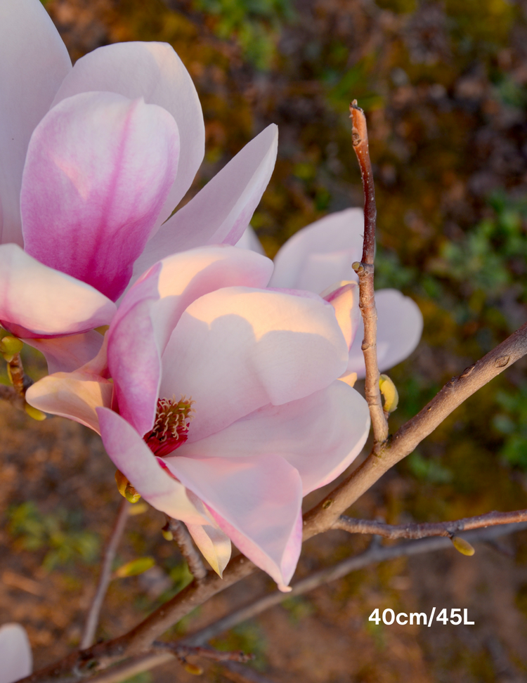 Magnolia x soulangeana