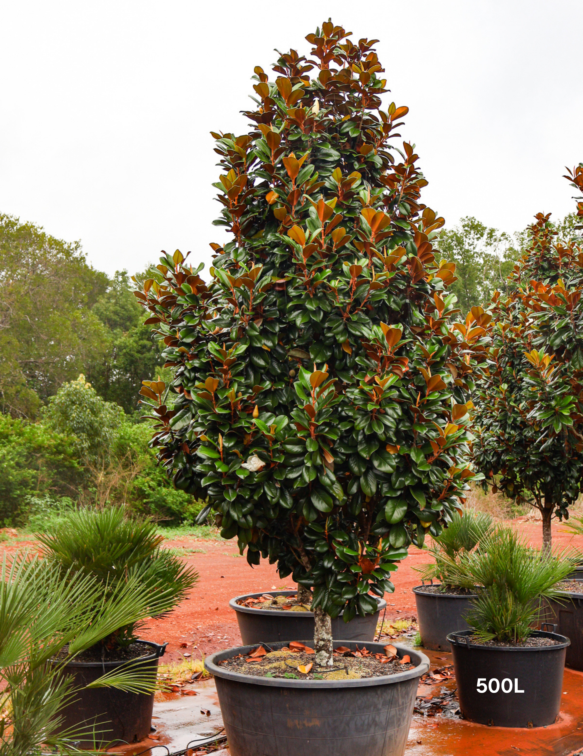 Magnolia grandiflora 'Teddy Bear'