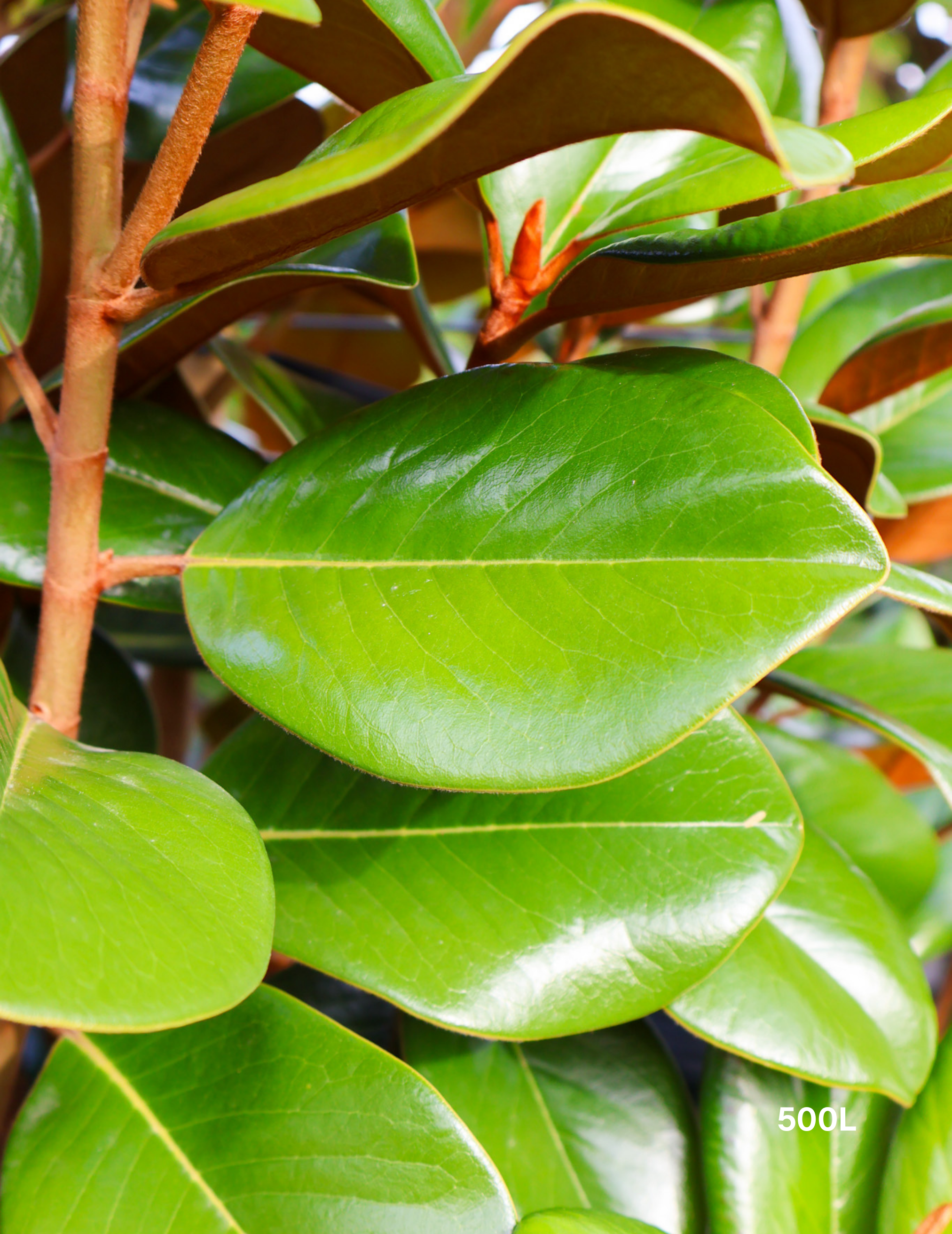 Magnolia grandiflora 'Teddy Bear'