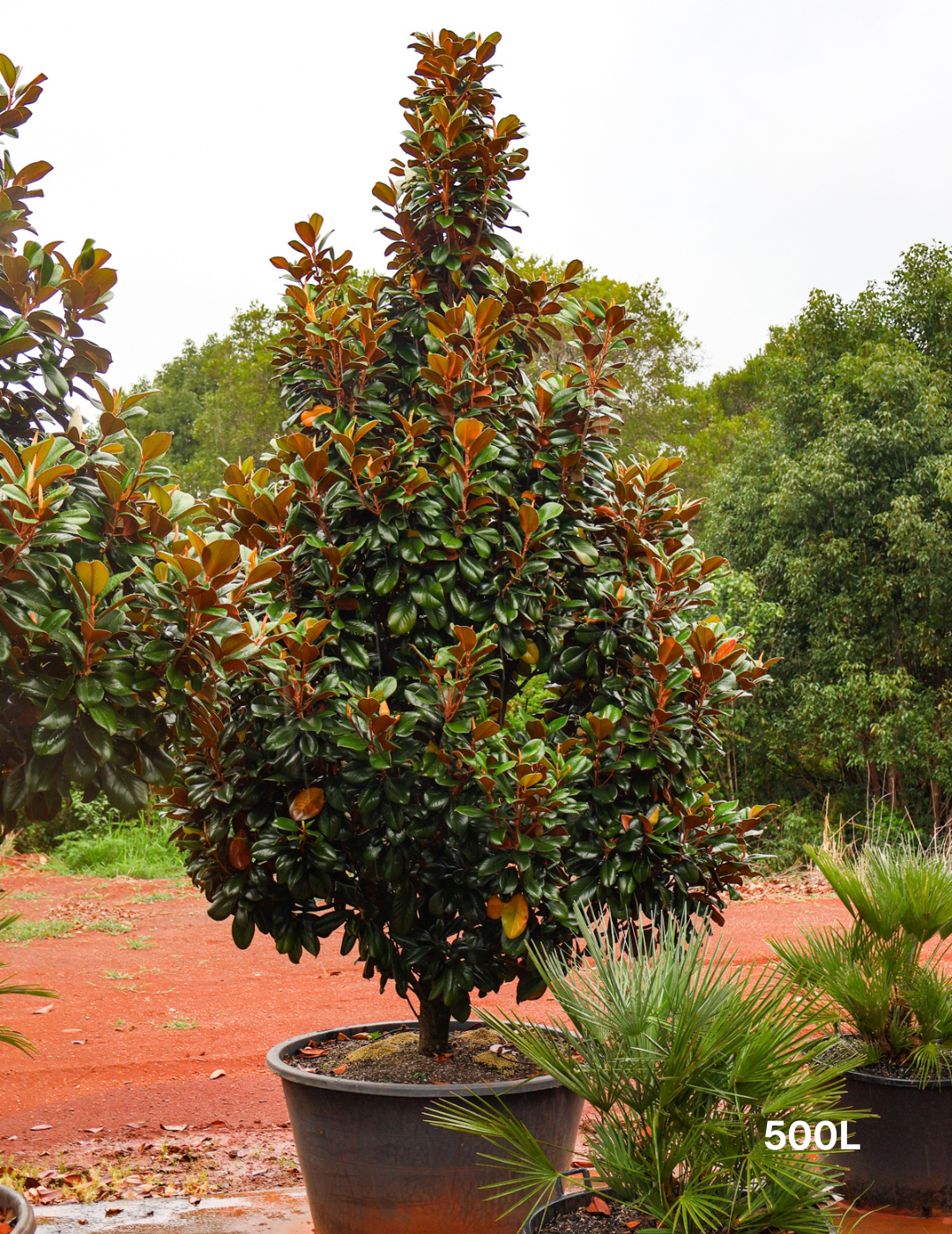 Magnolia grandiflora 'Teddy Bear'