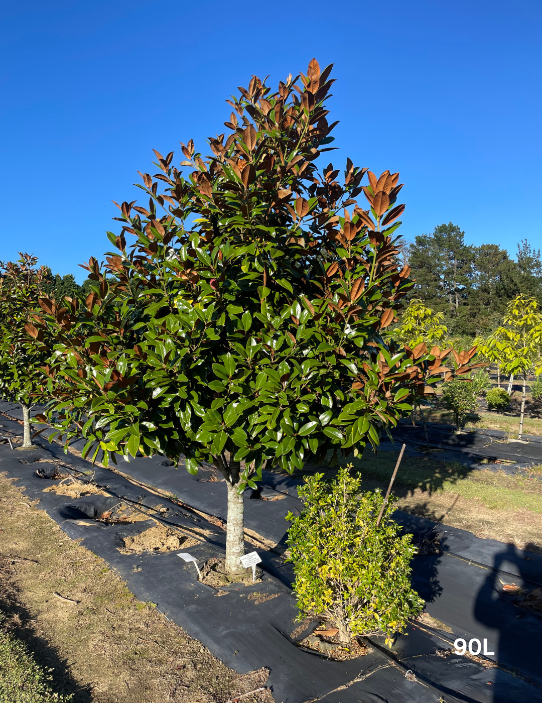 Magnolia grandiflora Exmouth Tall cones - Evergreen Trees Direct