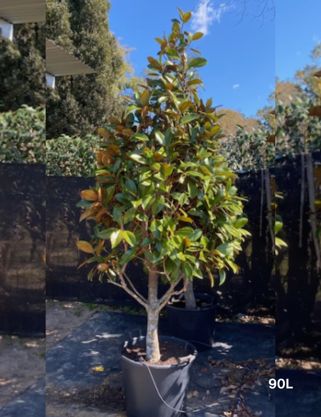 Magnolia grandiflora Exmouth Tall cones - Evergreen Trees Direct