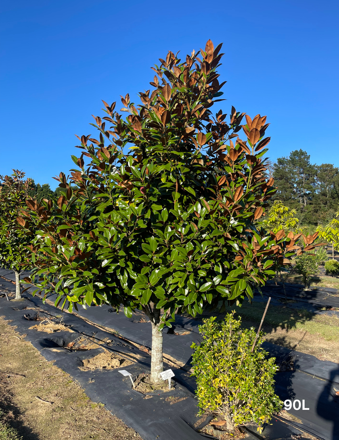 Magnolia grandiflora Exmouth Tall cones - Evergreen Trees Direct