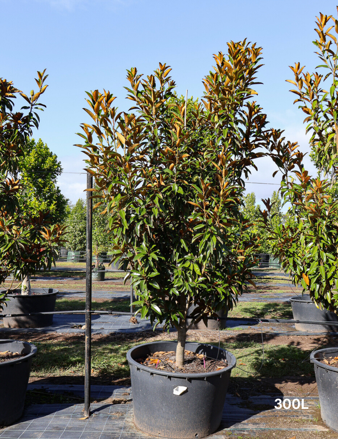 Magnolia grandiflora 'Alta' - Evergreen Trees Direct