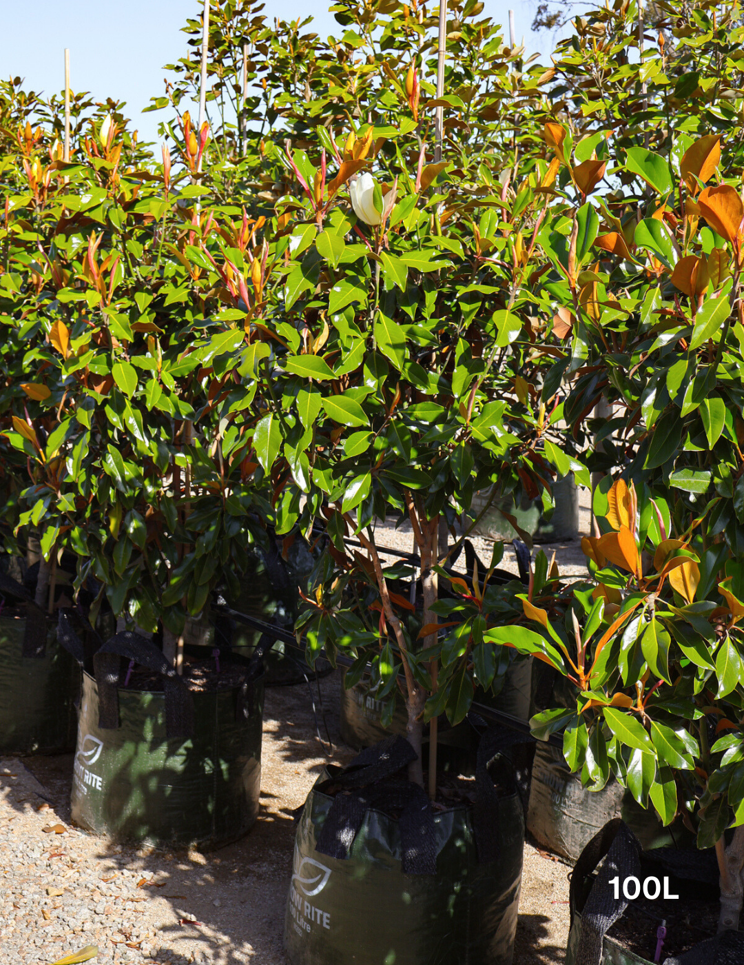 Magnolia grandiflora 'Kay Parris' - Evergreen Trees Direct