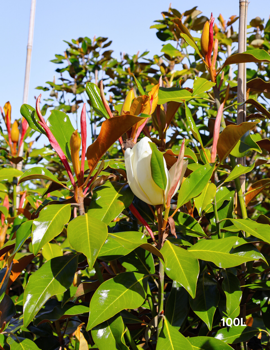 Magnolia grandiflora 'Kay Parris' - Evergreen Trees Direct