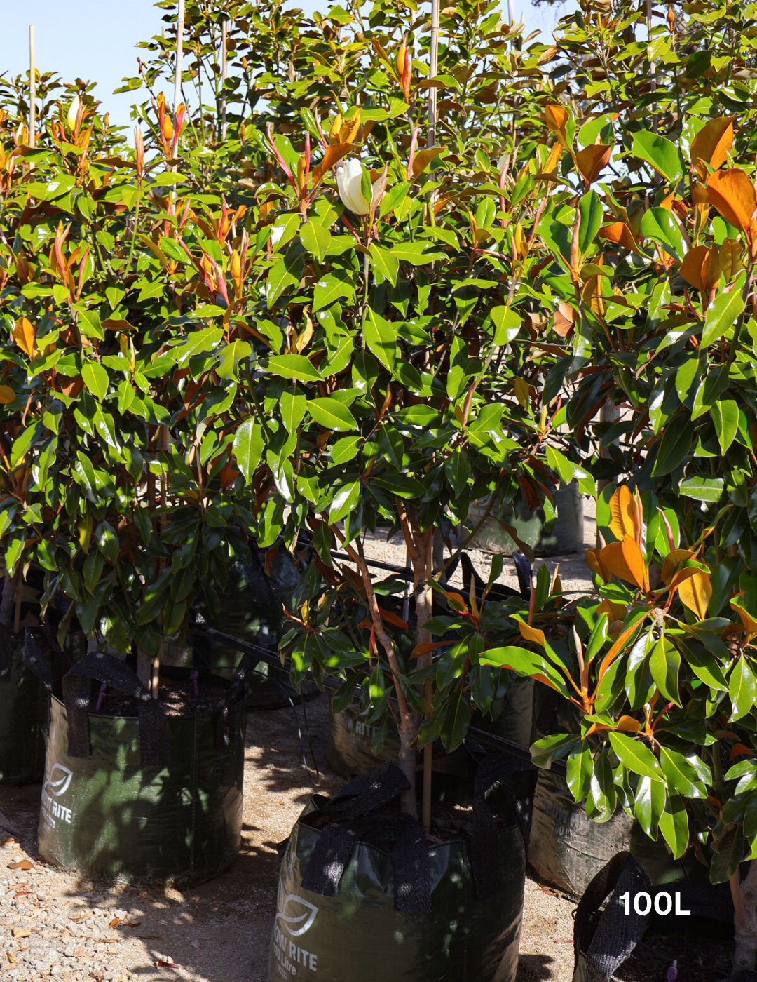 Magnolia grandiflora 'Kay Parris' - Evergreen Trees Direct