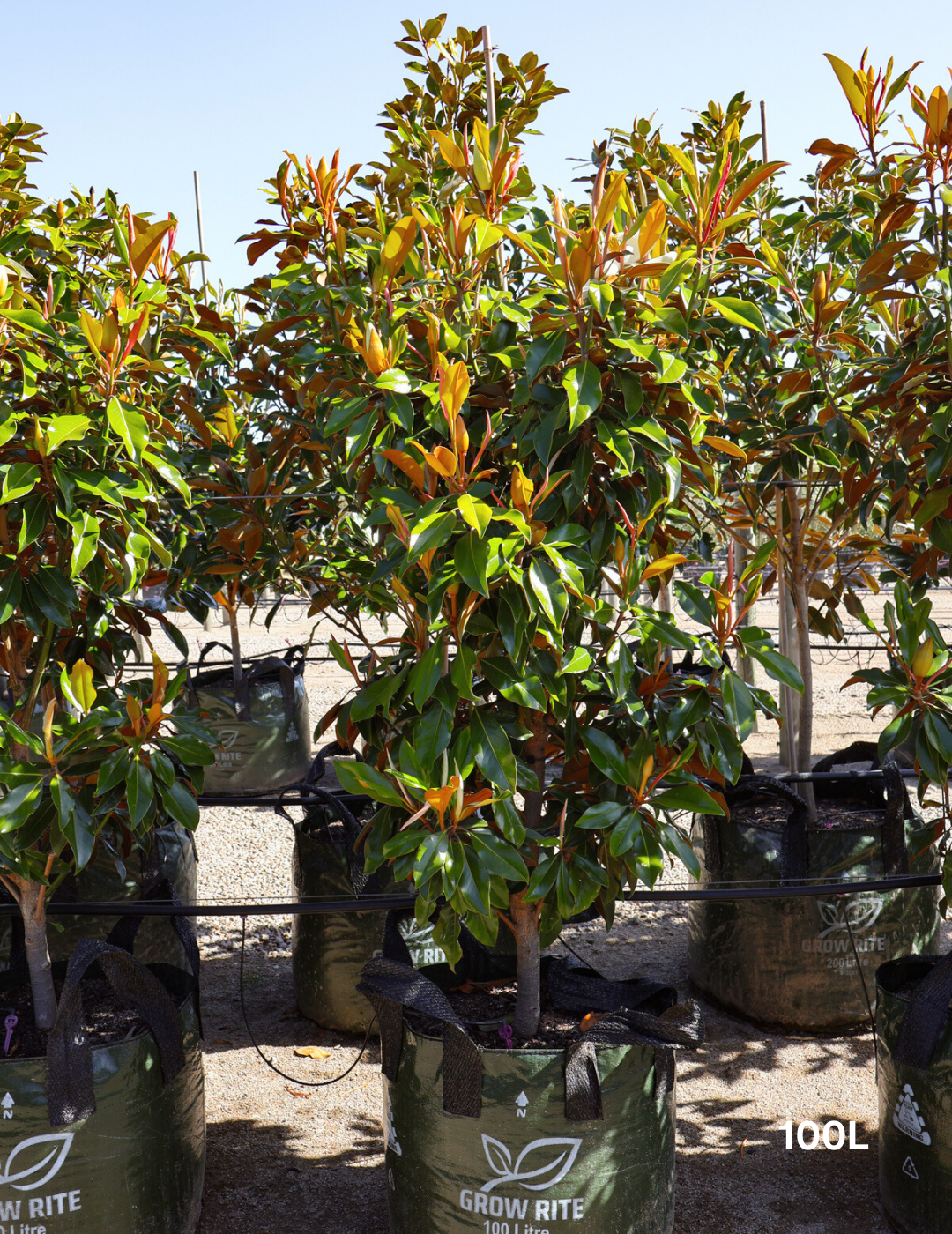 Magnolia grandiflora 'Kay Parris' - Evergreen Trees Direct