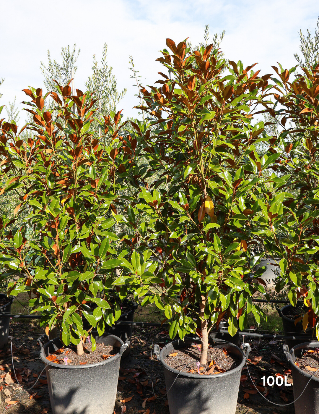 Magnolia grandiflora 'Kay Parris' - Evergreen Trees Direct