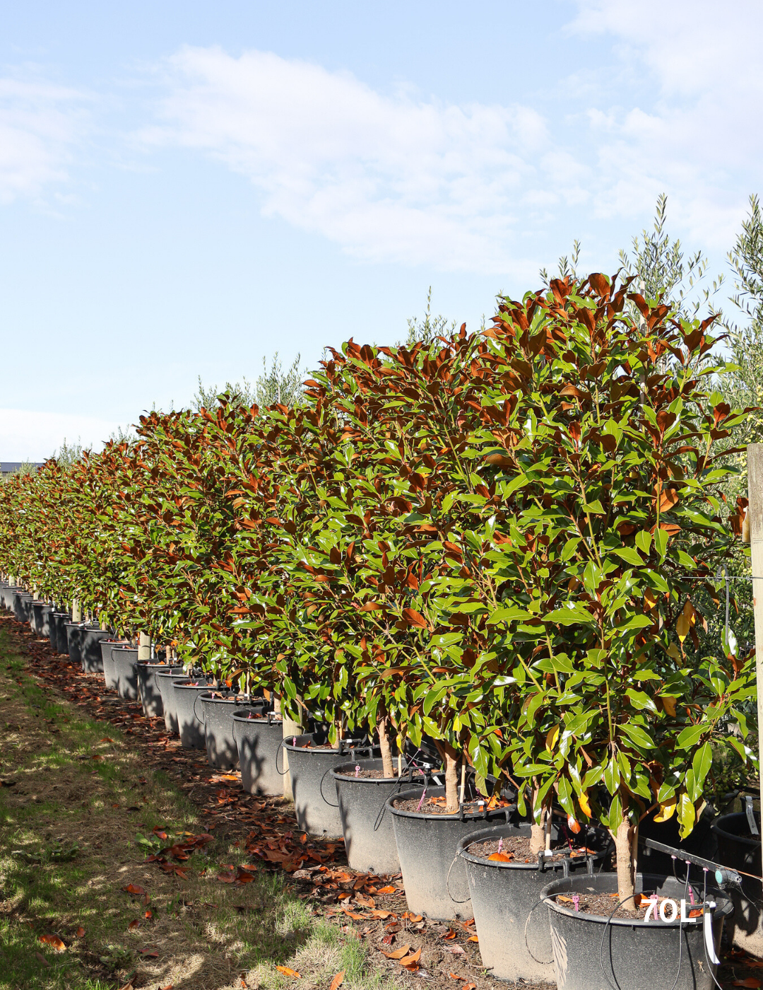 Magnolia grandiflora 'Kay Parris' - Evergreen Trees Direct