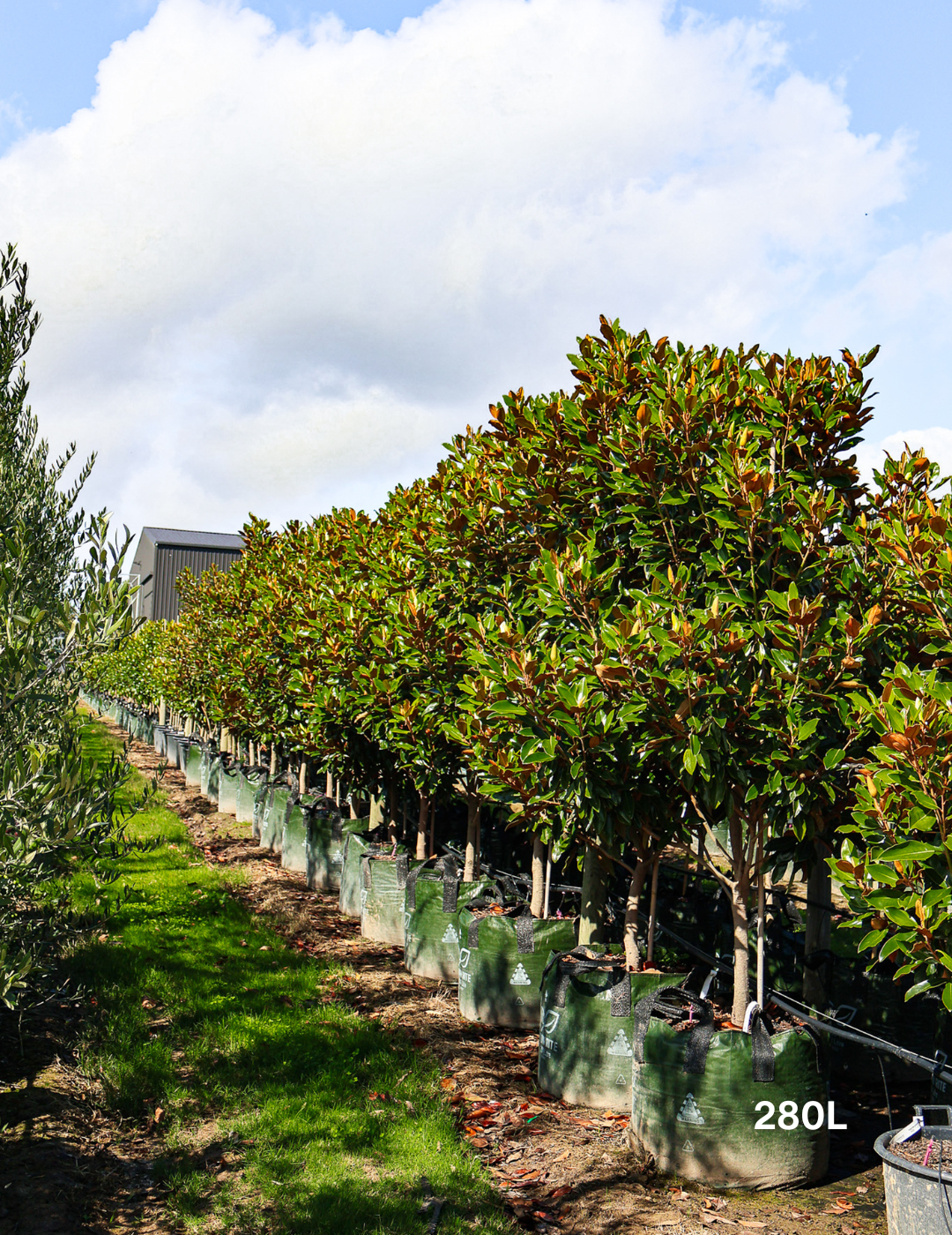 Magnolia grandiflora 'Little Gem' - Evergreen Trees Direct