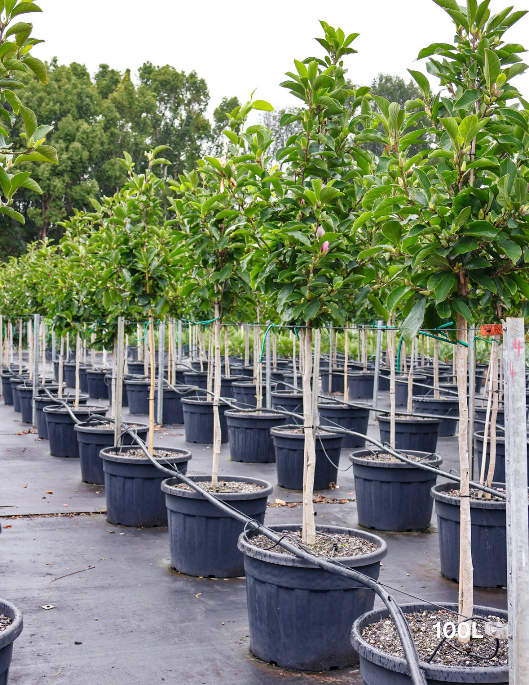 Magnolia x soulangeana 'Vulcan' - Evergreen Trees Direct