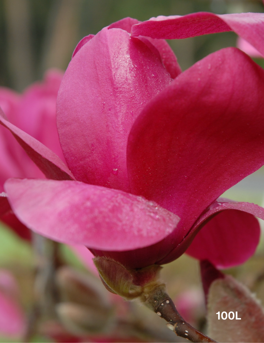 Magnolia x soulangeana 'Vulcan'