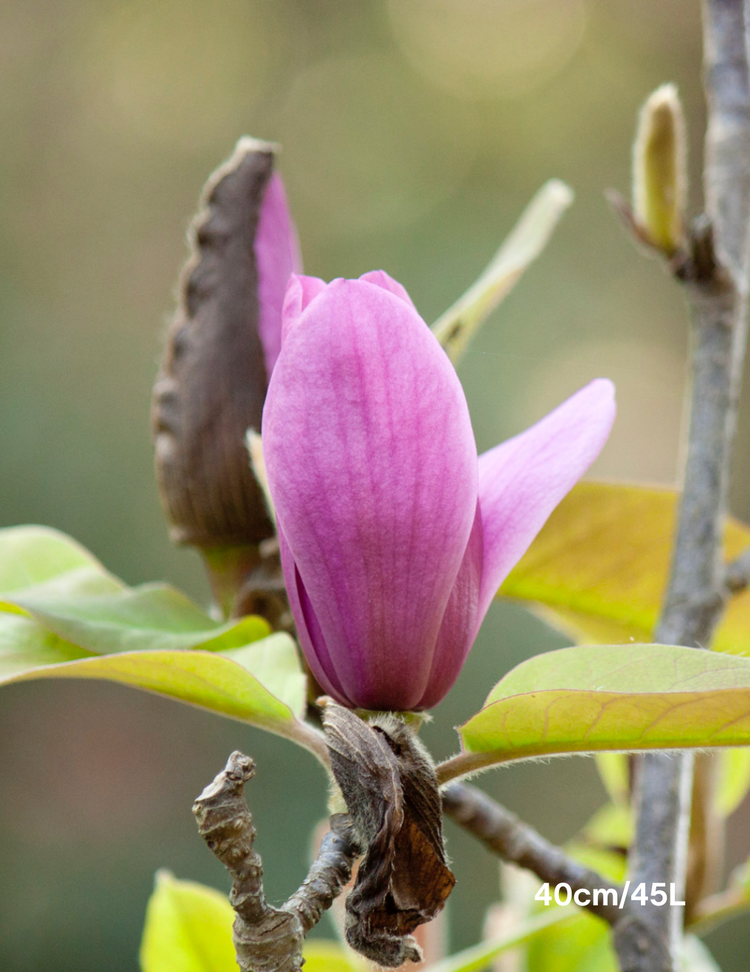 Magnolia x soulangeana 'Vulcan'