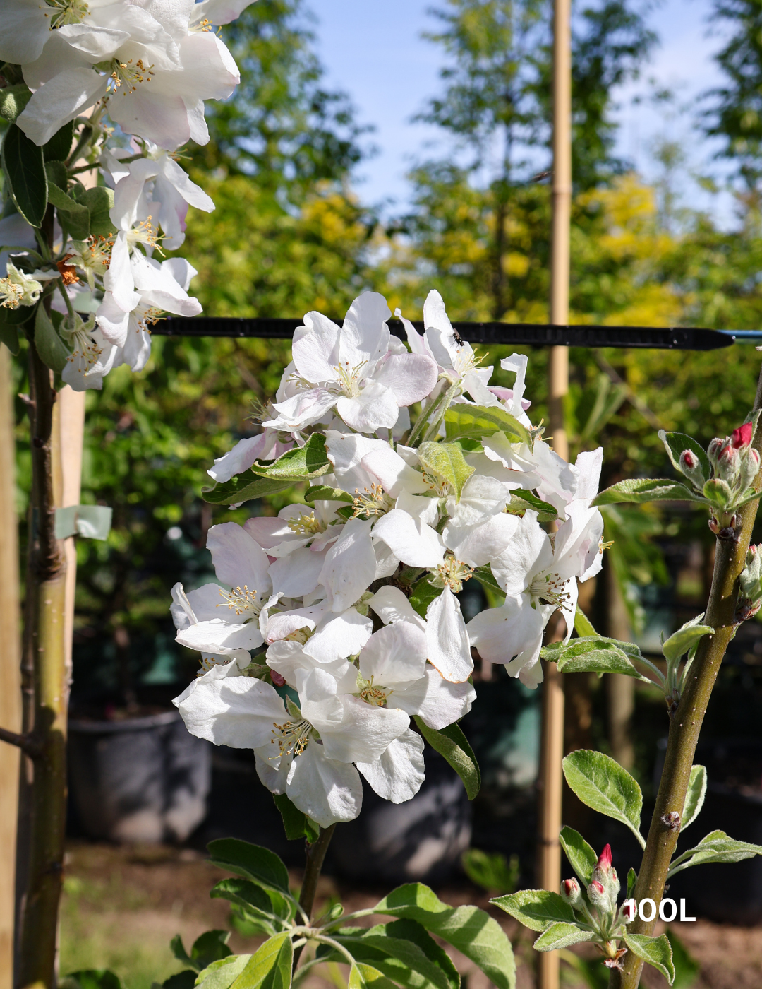 Malus domestica 'Granny Smith' Apple - Evergreen Trees Direct