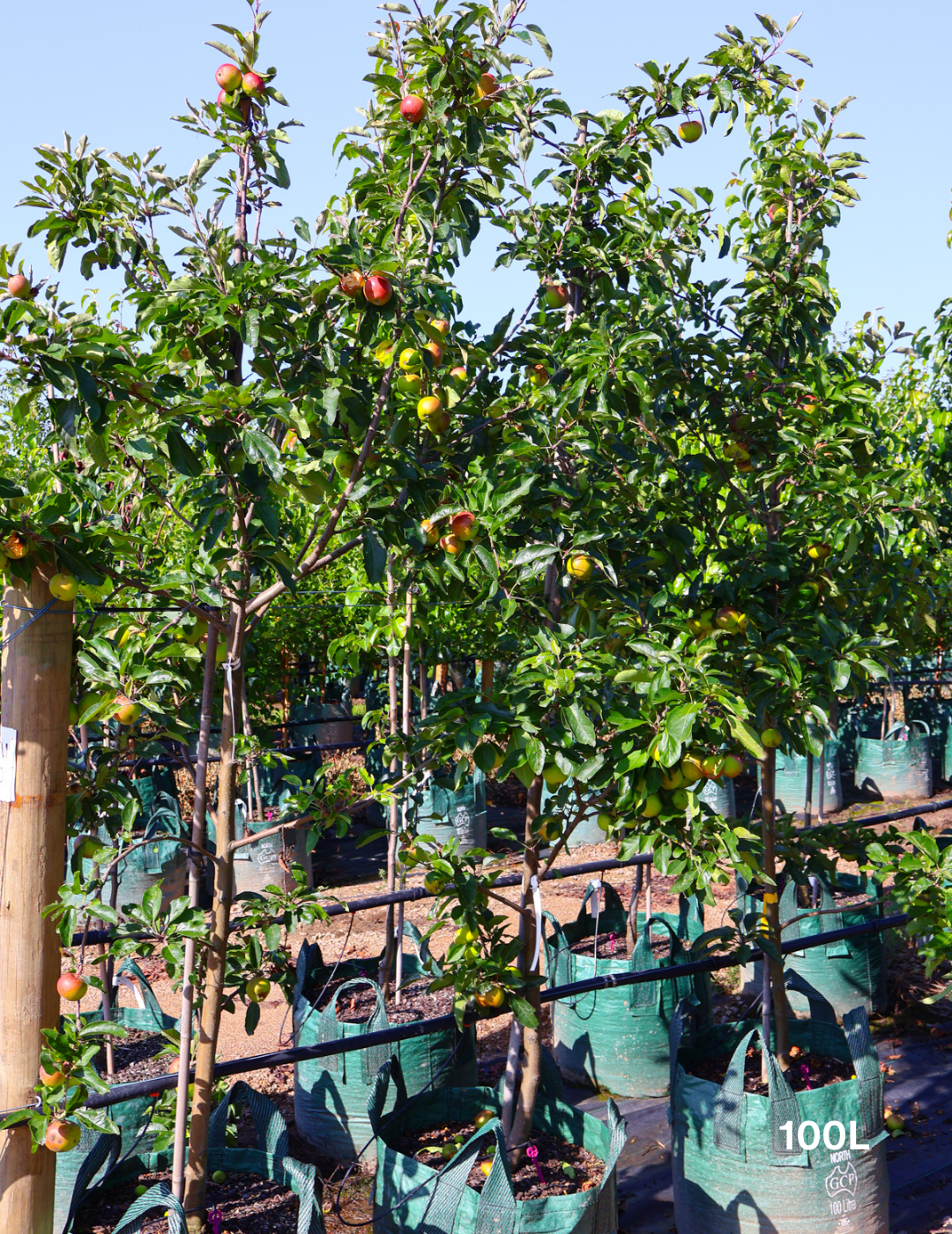 Malus domestica 'Gala' Apple