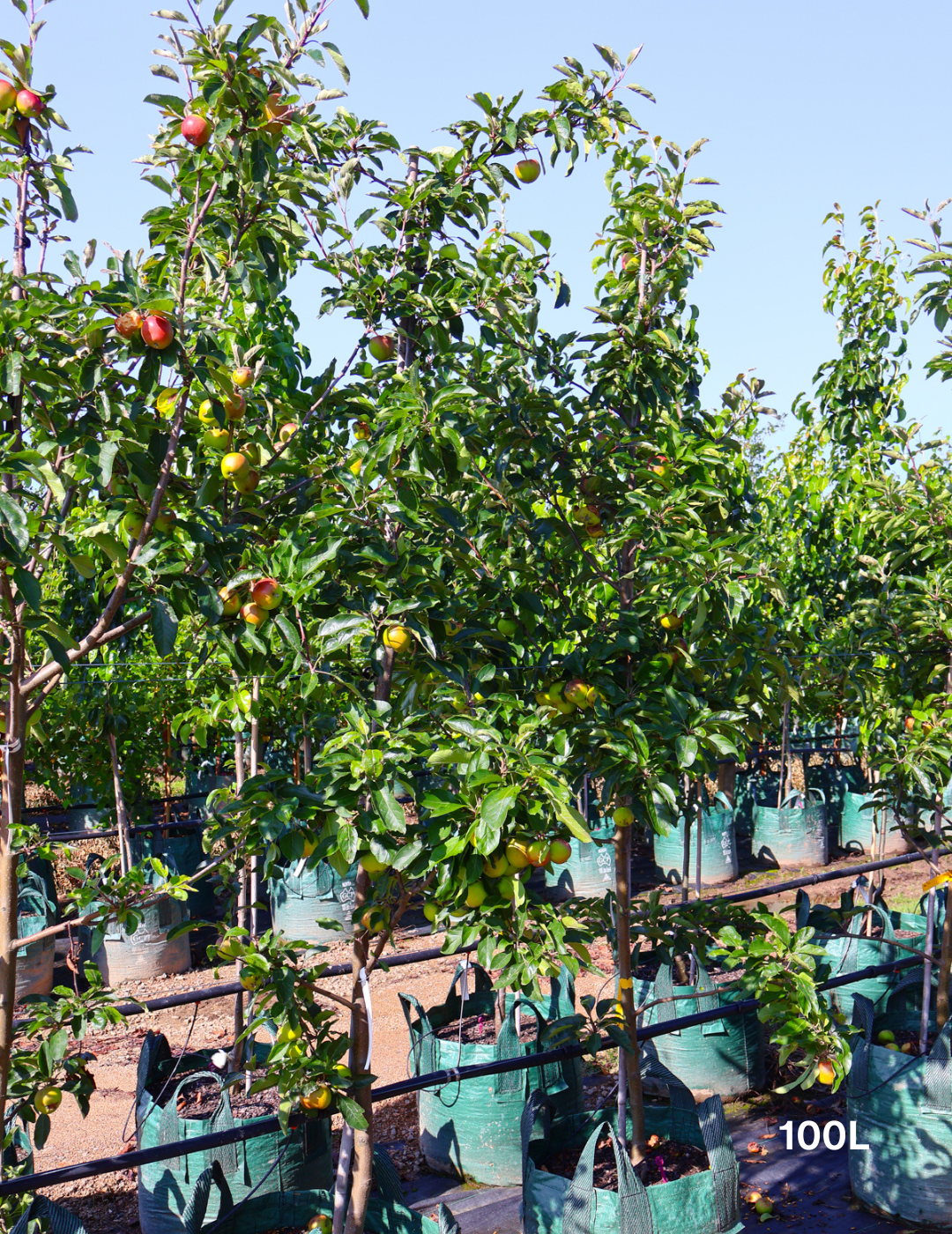 Malus domestica 'Gala' Apple