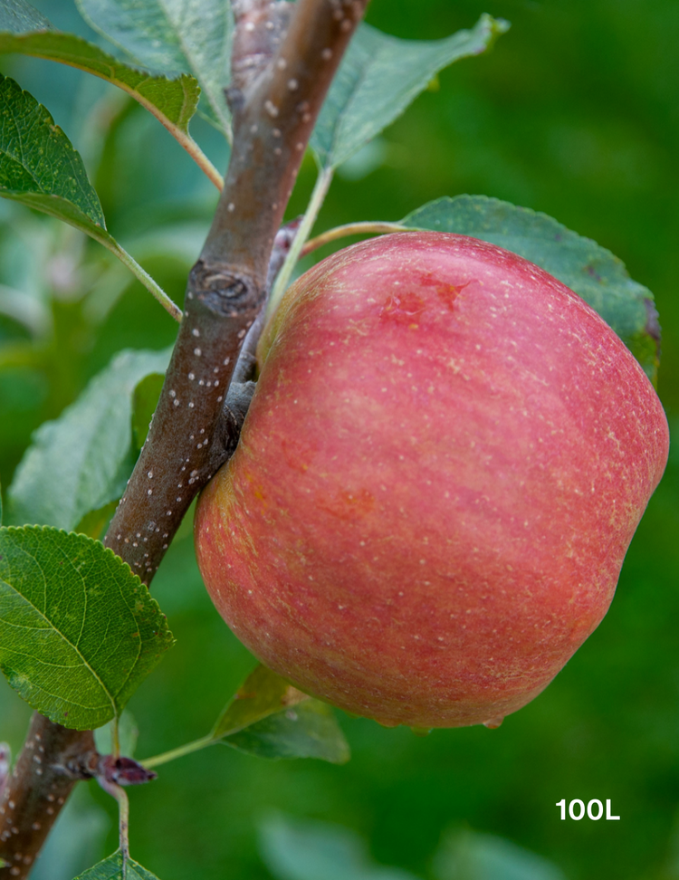 Malus domestica 'Pink Lady' Apple