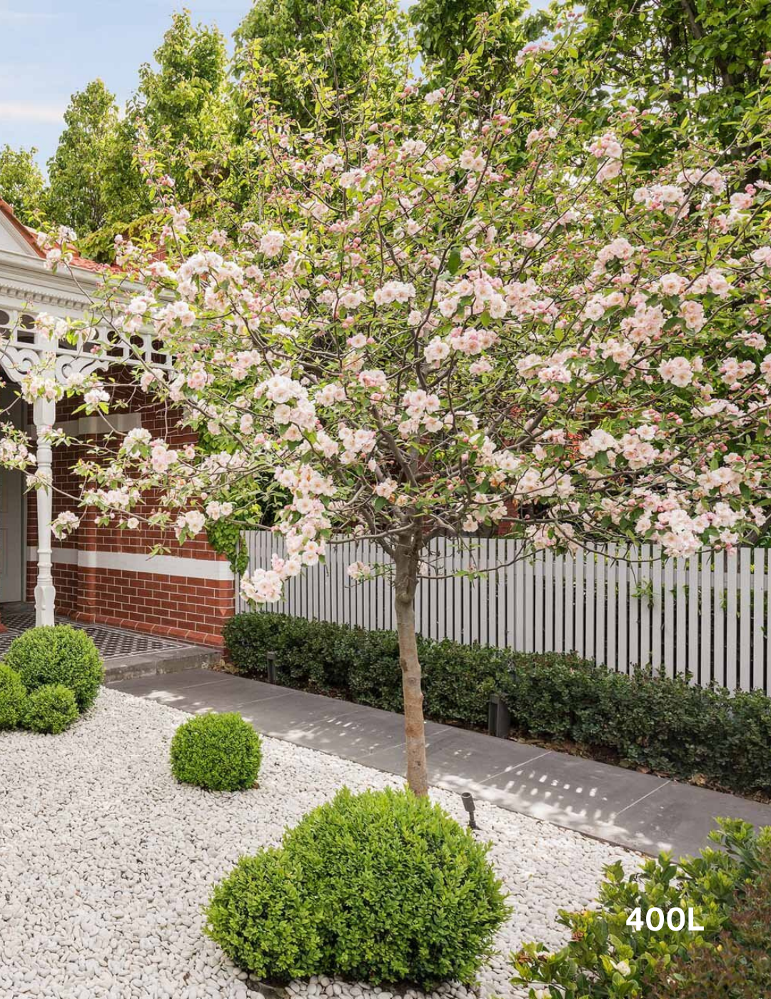 Malus ioensis 'Plena' (Crab Apple)