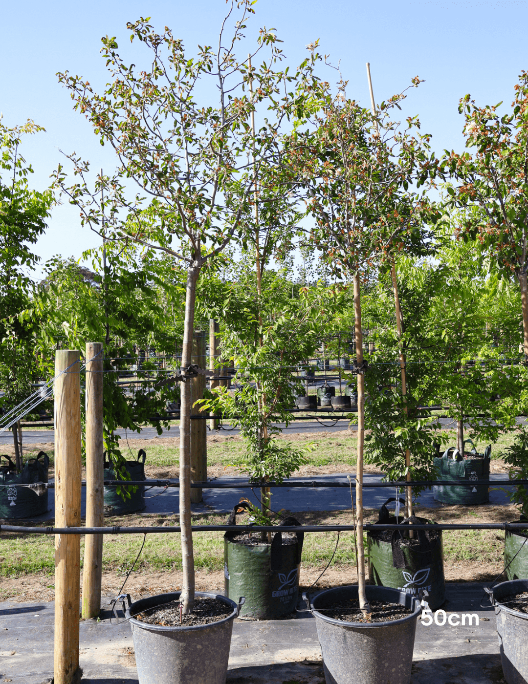 Malus ioensis 'Plena' STD 1.8m graft - Evergreen Trees Direct