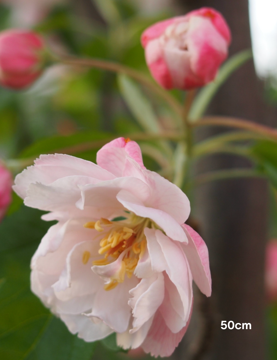 Malus ioensis 'Plena' STD 1.8m graft