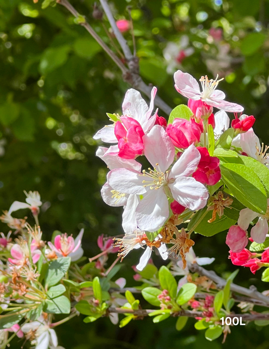 Malus spectabilis 'Plena'