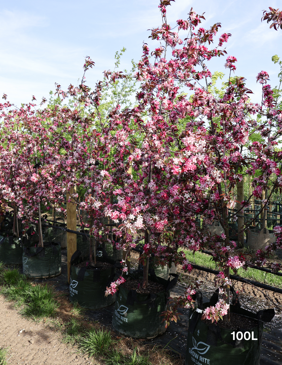 Malus 'Royal Raindrops' - Evergreen Trees Direct