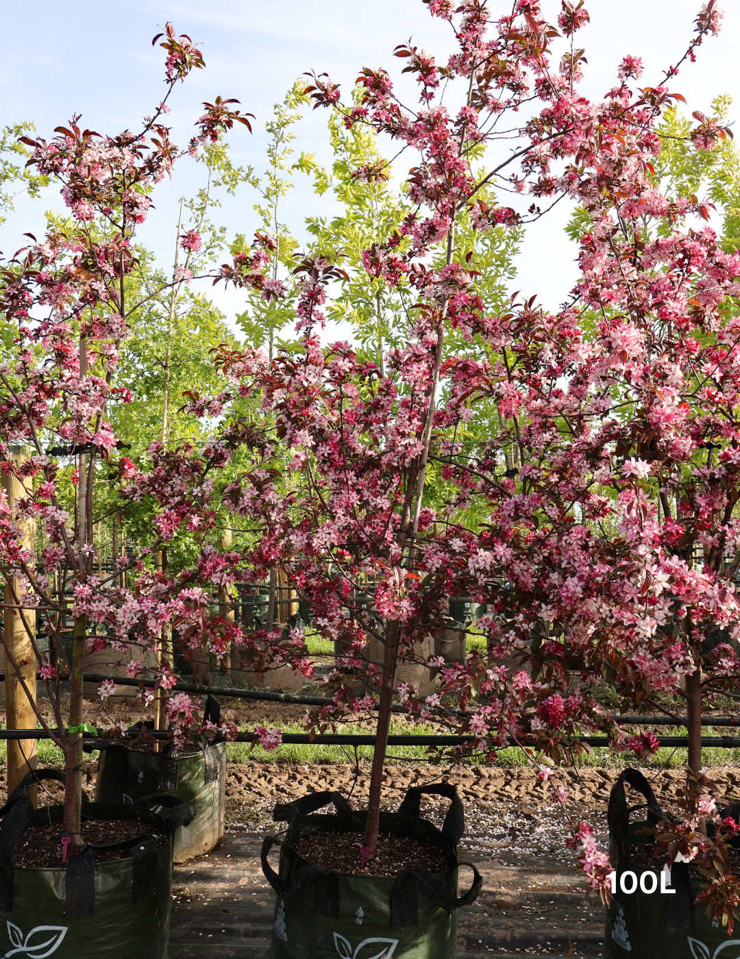 Malus 'Royal Raindrops' - Evergreen Trees Direct