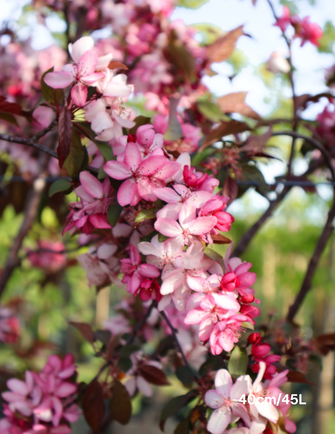 Malus 'Royal Raindrops'