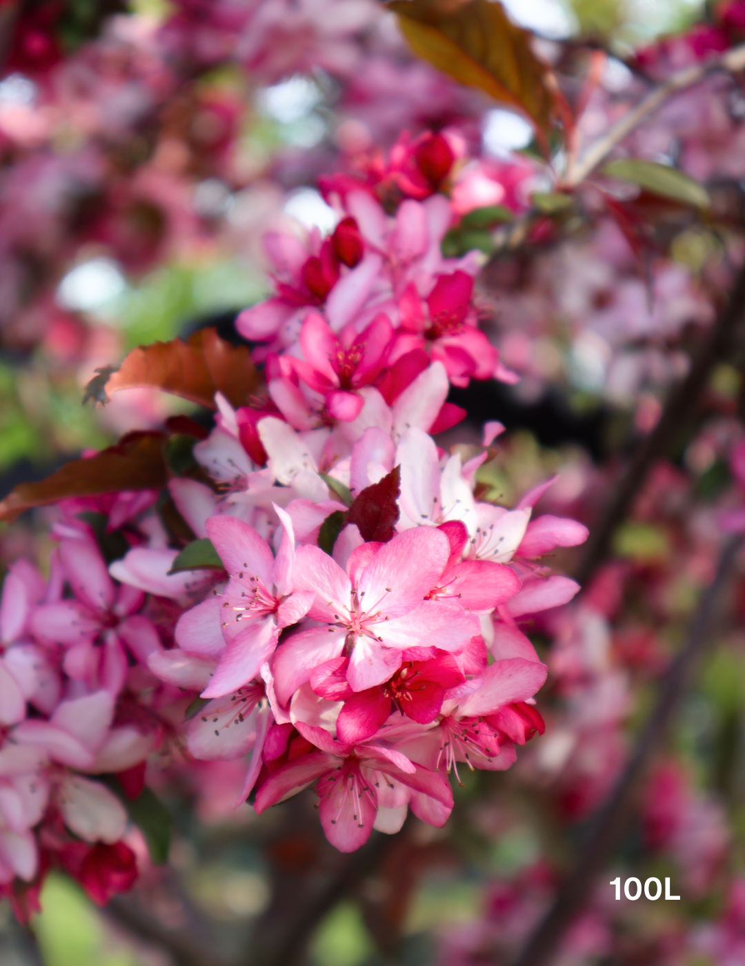 Malus 'Royal Raindrops' - Evergreen Trees Direct