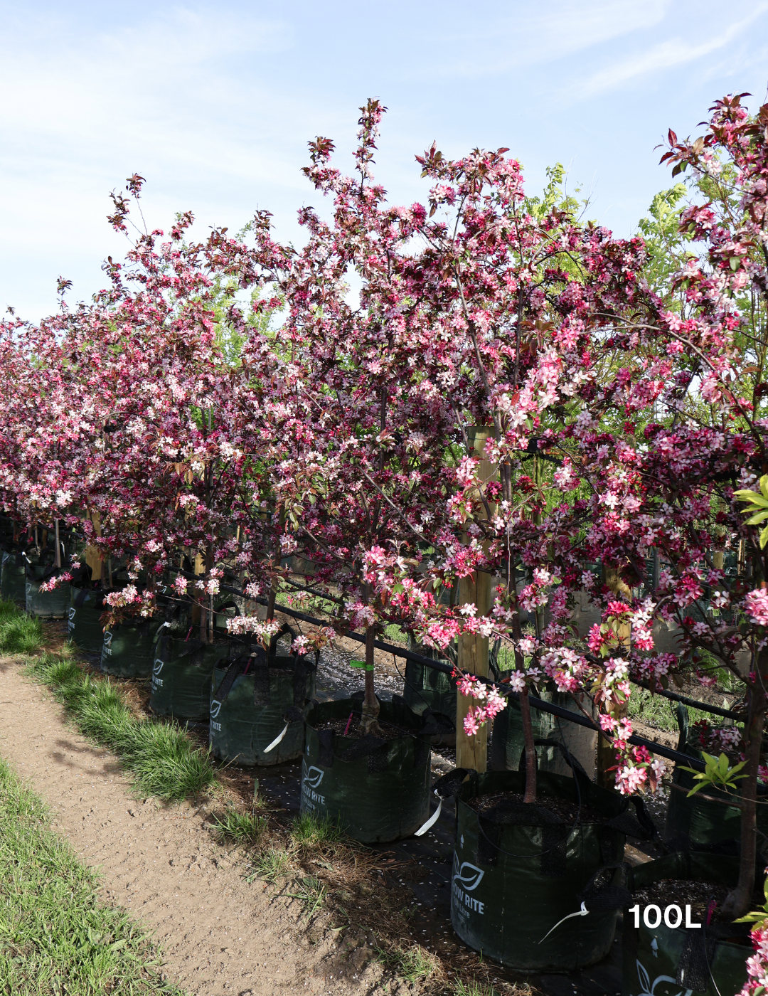 Malus 'Royal Raindrops' - Evergreen Trees Direct