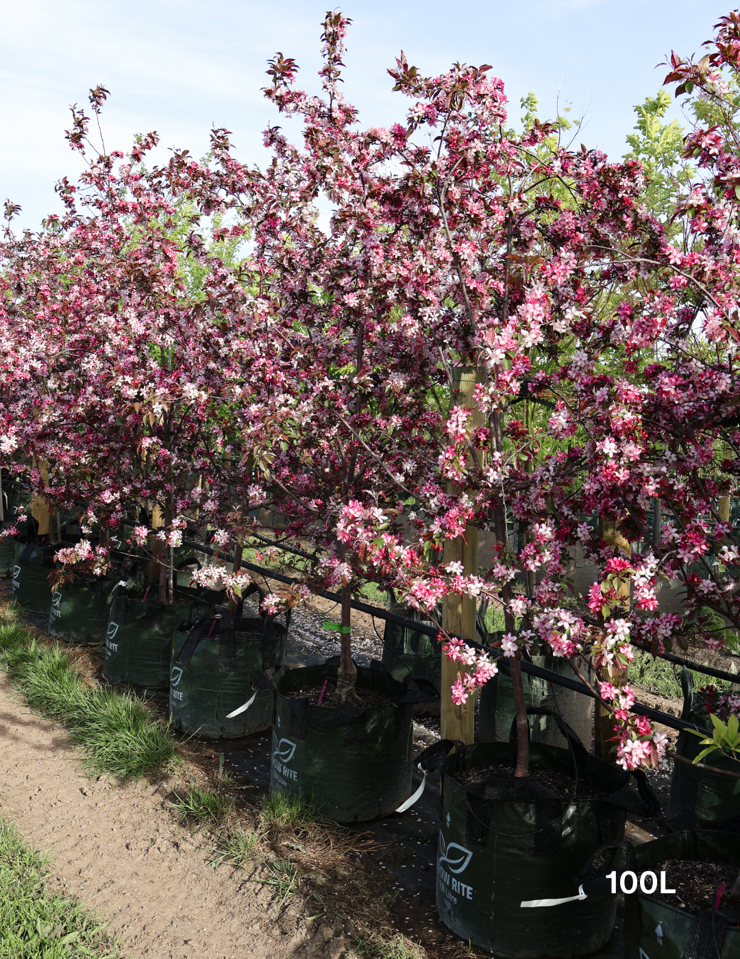 Malus 'Royal Raindrops' - Evergreen Trees Direct