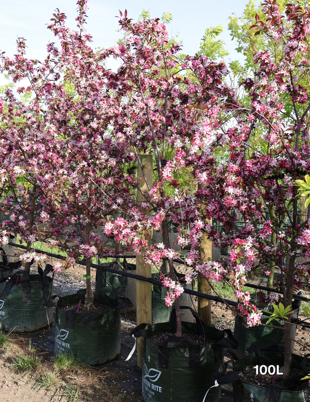 Malus 'Royal Raindrops' - Evergreen Trees Direct